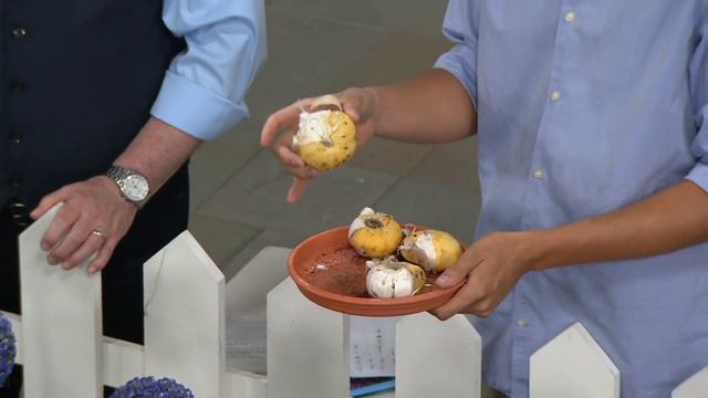 Roberta's 4-Piece Allium Giganteum On QVC
