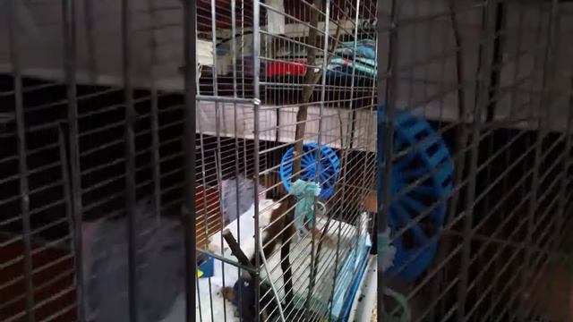 Жизнь бельчат в клетке