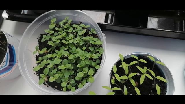 29 марта. Рассада статицы в 30 дней. Петуния, Мята,Корневой Сельдерей и Томаты для открытого грунта