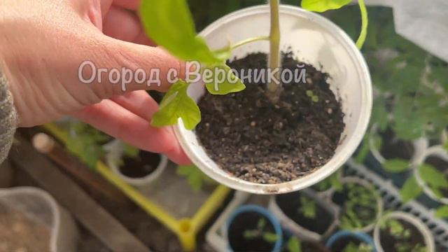 ЖАЛЕЮ, что РАНЬШЕ ТАК НЕ САЖАЛА СЕМЕНА ТОМАТОВ! Теперь сею ТОЛЬКО ТАК! УДИВИТЕЛЬНЫЙ РЕЗУЛЬТАТ