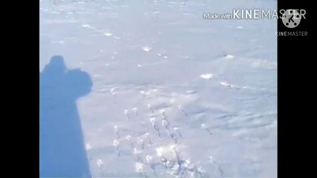 Быстрая охота на зайца русака.