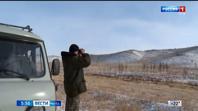 10 тысяч дзеренов мигрировали из Монголии в Кыринский район Забайкалья