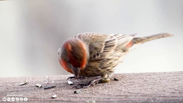 4332fe8774b1f152c1af6b22b709451e