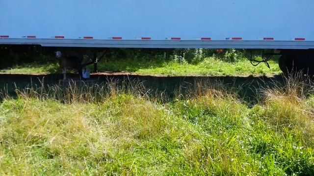 Рабочий алабай в америке