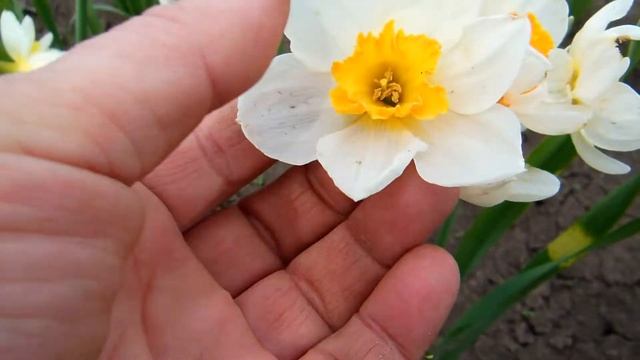 Гераниум. Многоцветковый корончатый нарцисс.