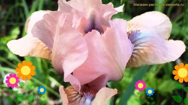 Ирис карликовый Роуз. Краткий обзор, описание характеристик, где купить саженцы Iris Pumila Rose