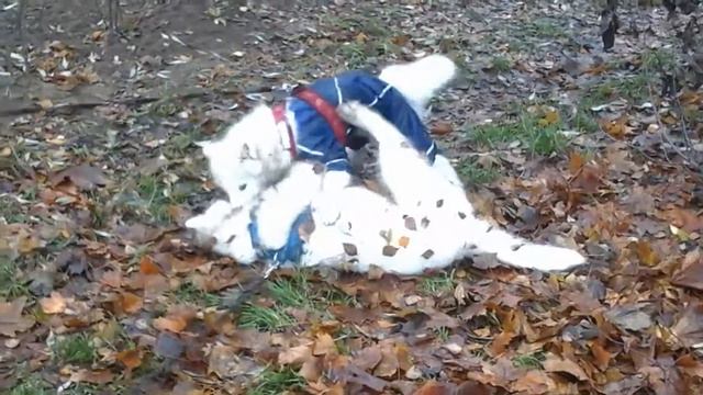 Игра самоедов Флинта и Флер де ля Мур  (Лора)