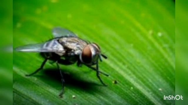 ?СОННИК - НАСЕКОМЫЕ ???К чему снятся : Бабочьки , Блохи , Вши , Гусеницы , Жуки , Навозные Жуки