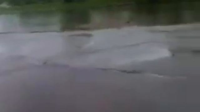 Тайский риджбек Тая купается Thai Ridgeback Dog