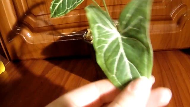 Мои любимые сингониумы