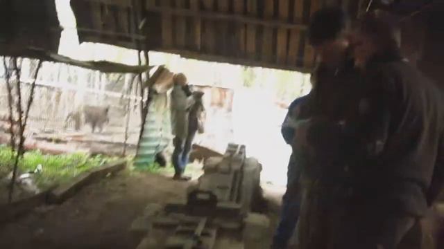 Копия видео Бордер терьер состязания на Авангарде.