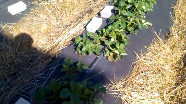 Клубника капельный полив органика 08 05 2015 №2 Первые цветочки