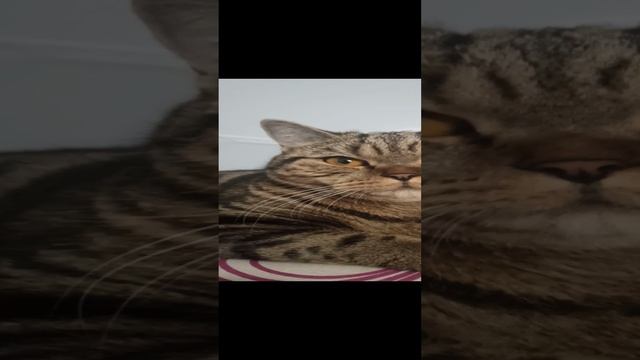 47401740a73a8e53d1db1d6ffe585fb0