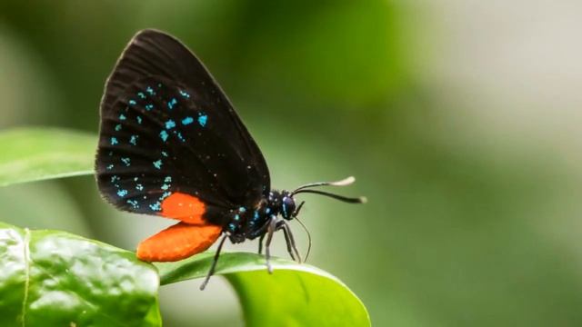 ZEN TAO Relaxing Music - Butterflies - Qi Gong Tai Chi OM Chakra Meditation Relax