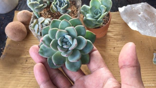 2499cc7bd655a75c6c55a076c2b4f532