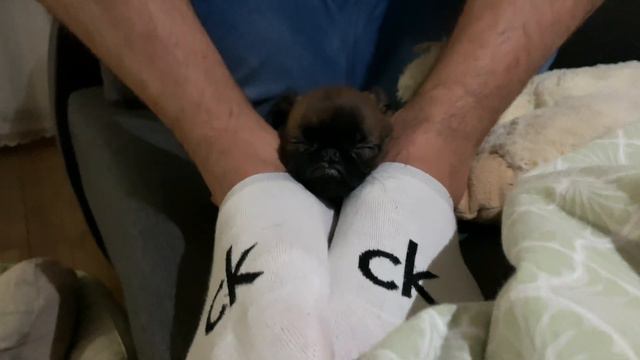 Головастик пти брабансон , щенок