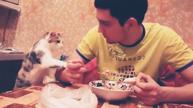 Голодные кошки