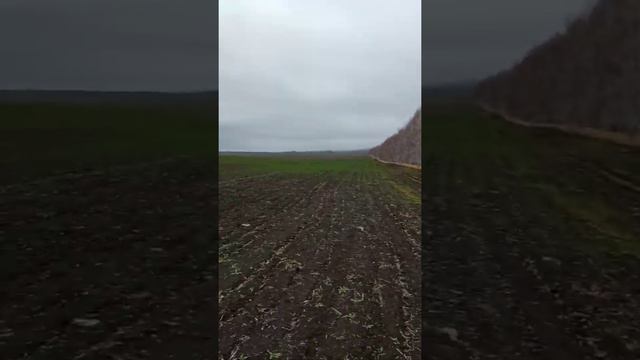 Охота на зайца с русской гончей не удалась