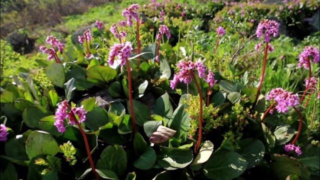 Views Of The Kemerovo Region. Виды Кемеровской области