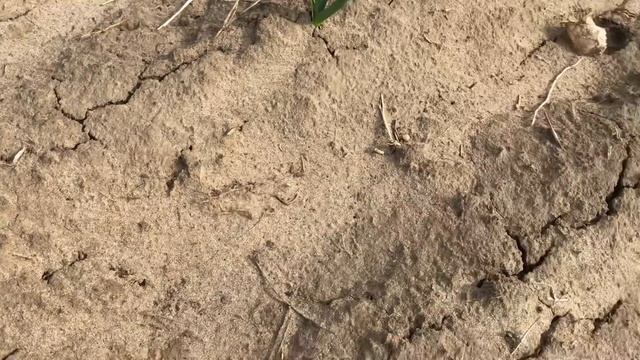 20/20Чеснок. Как развивается Чеснок. Ворона и чеснок.