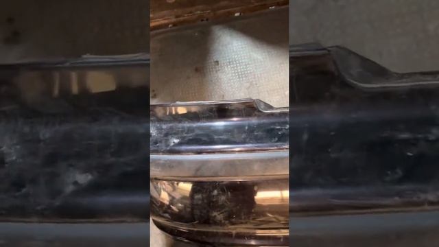 Honda в природе