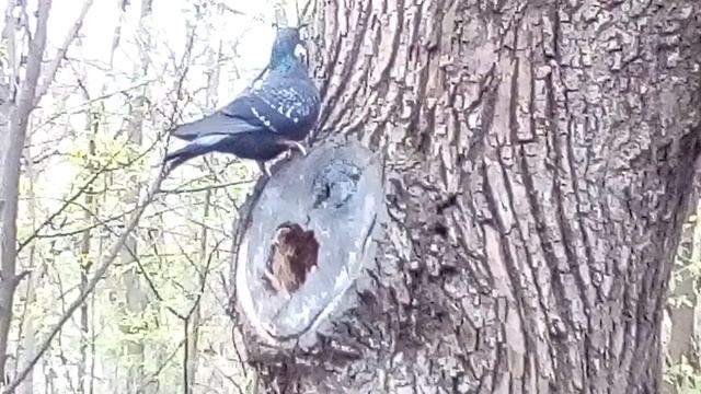 СтройКомплекс