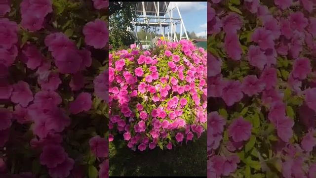 петуния Изи Вейв Неон Роуз