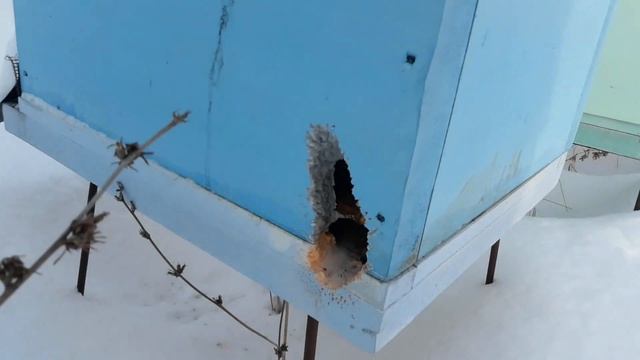 Главный недостаток ульев из пенополистирола. 13.01.19 зимовка в пенопласте.