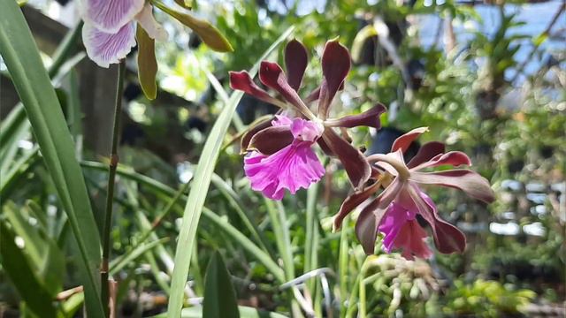 ลูกผสม Encyclia Cordigera และ Randii ใครชอบกล้วยไม้ดอกหอม ไม่ควรพลาด!! หอมหวาน หอมฟุ้ง