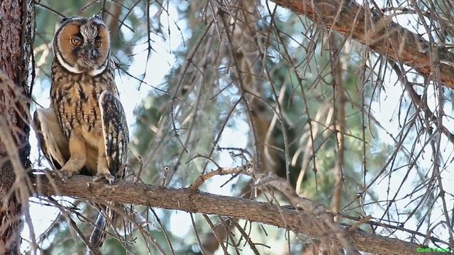 Ушастая сова - Long Eared Owl