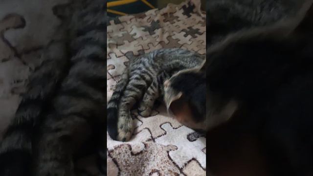 крепко спать после обеда  всем и звестно солнце это