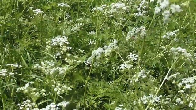 Про купырь 4 июня 2013