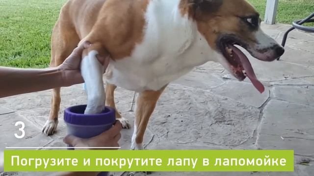 Лапомойка Антицарапки