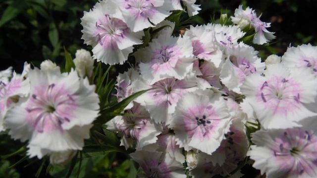 Мои любимые цветы.Сад