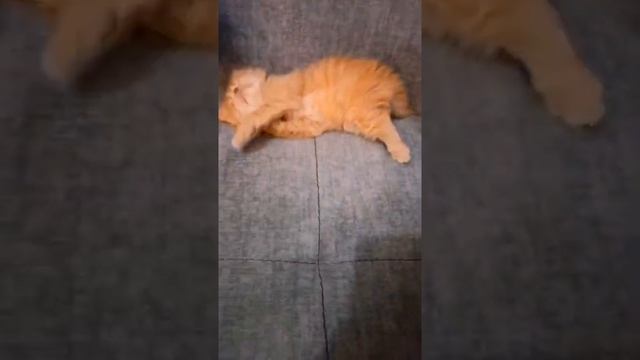 Британские котята красного (рыжего) окраса