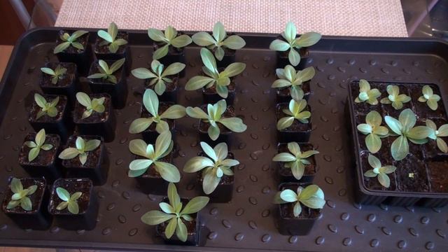 C125561d25e03224328cd897dcd1c350