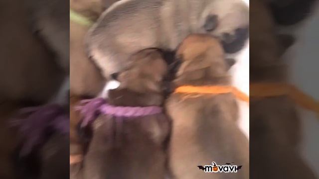 #Frenchbully#puppy Французкий бульдог. Долгожданные роды. Многодетная Хюрем Султан???