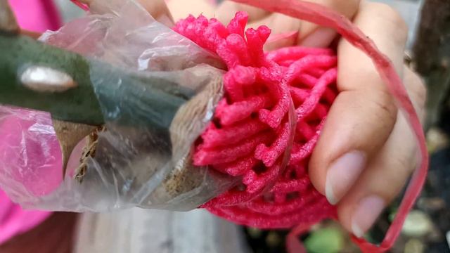 The Simplest Way To Extract Roses, Anyone Can Do It, Sure To Succeed