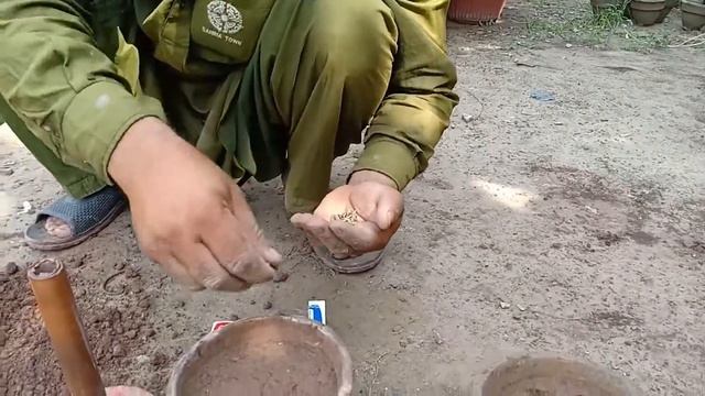 How To Grow Seasonal Flowers Seedling