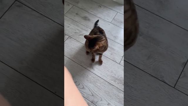 😈Кусачий кот Честер/The Biting Cat Chester