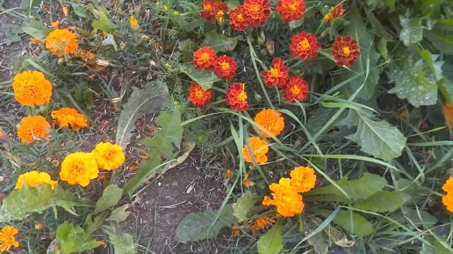 Большая клумба с бархатцами