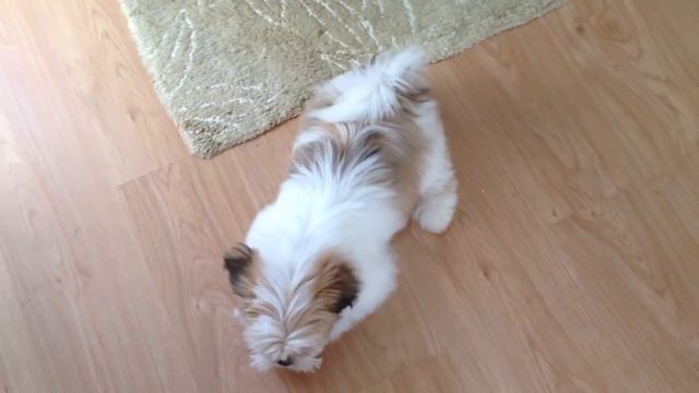 Lhasa Apso Training At Only 13 Weeks