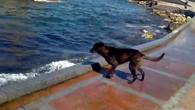 Собака и море