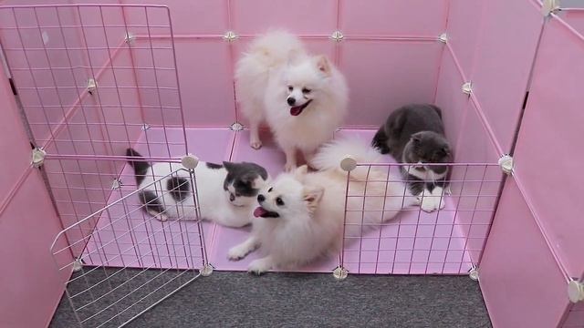 DIY - How To Make Simple Dog House For Pomeranian Dogs And Bibi Kitten Cats - Mr Pet Family
