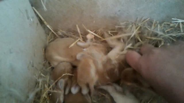 Кроликам жарко .плюс тридцать.как спасаемся