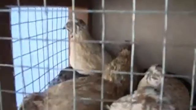 МОИ  ПЕРЕПЕЛА