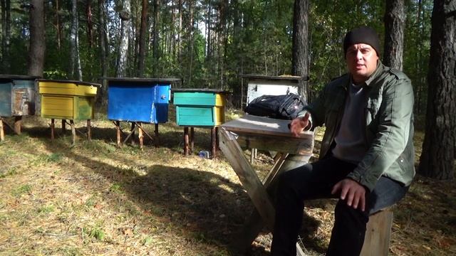 Наглядный пример если у пчёл всё хорошо.
