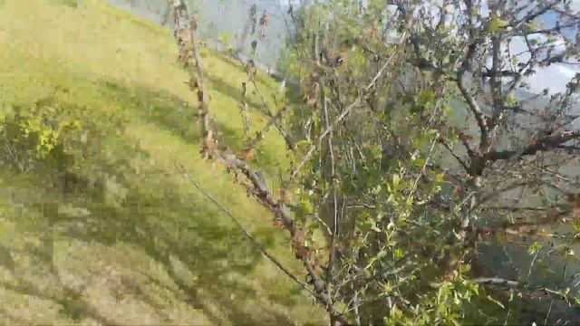 Мои фруктовые деревья и кустрарники
