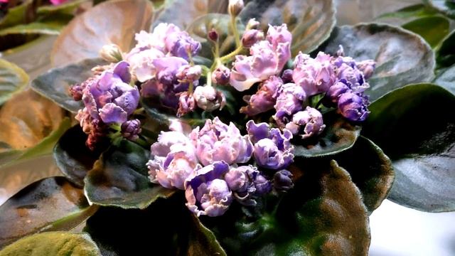 Виставка фіалок Київ 22-26 серпня 2018.  Выставка фиалок 22-26 августа 2018