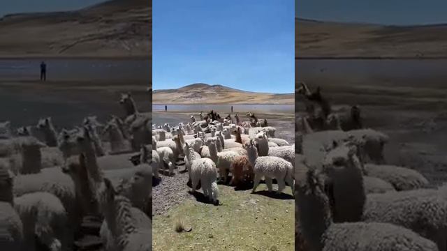 Альпаки на прогулке